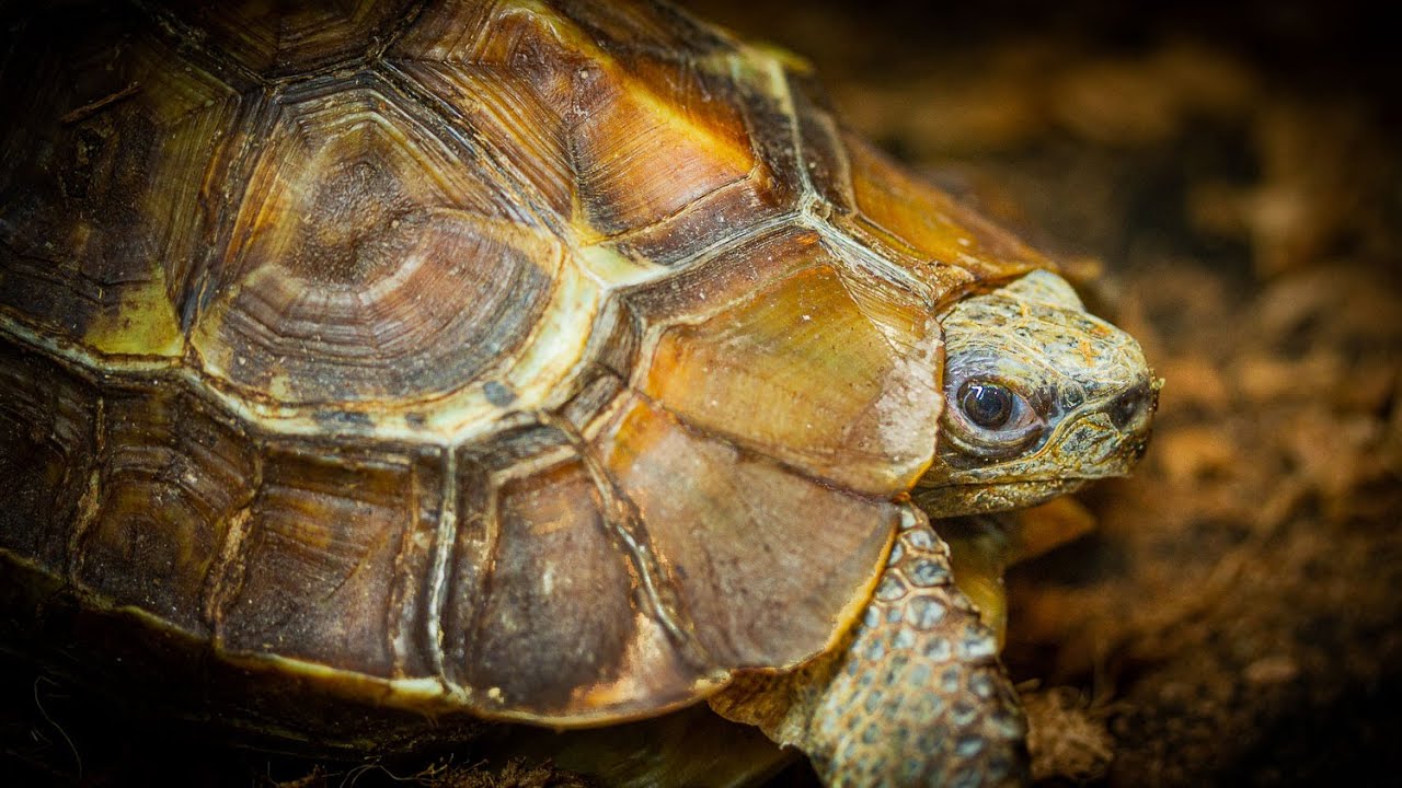 Closed Chamber Tortoise Enclosure with Radiant Heat Panels and Arcadia UVB!