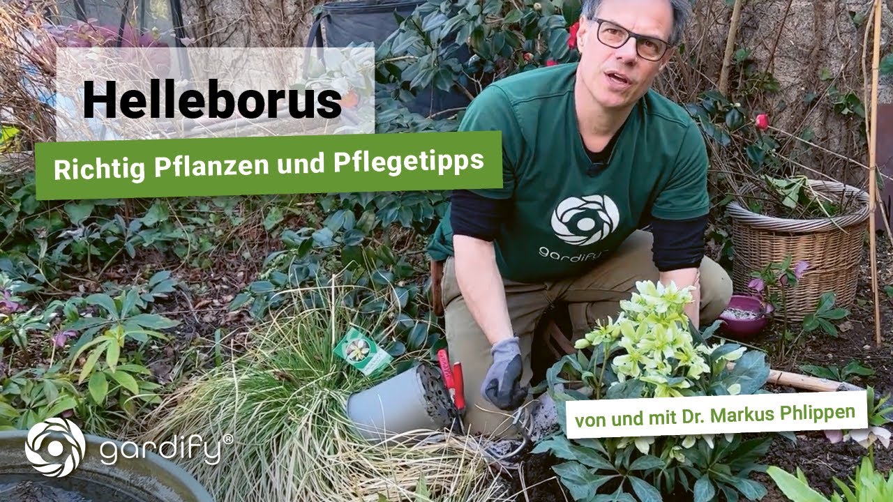 Christrosen und Lenzrosen: Standort, Boden und Pflege - darauf unbedingt achten