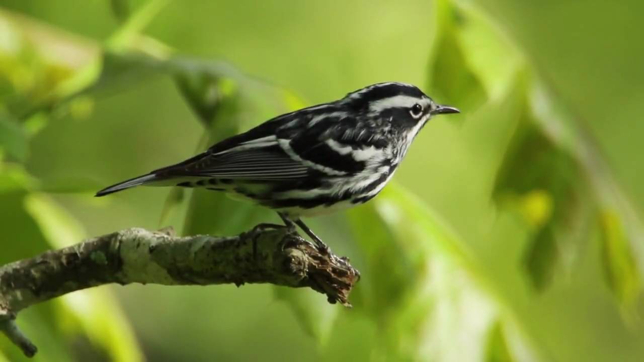 Black-and-White Warbler