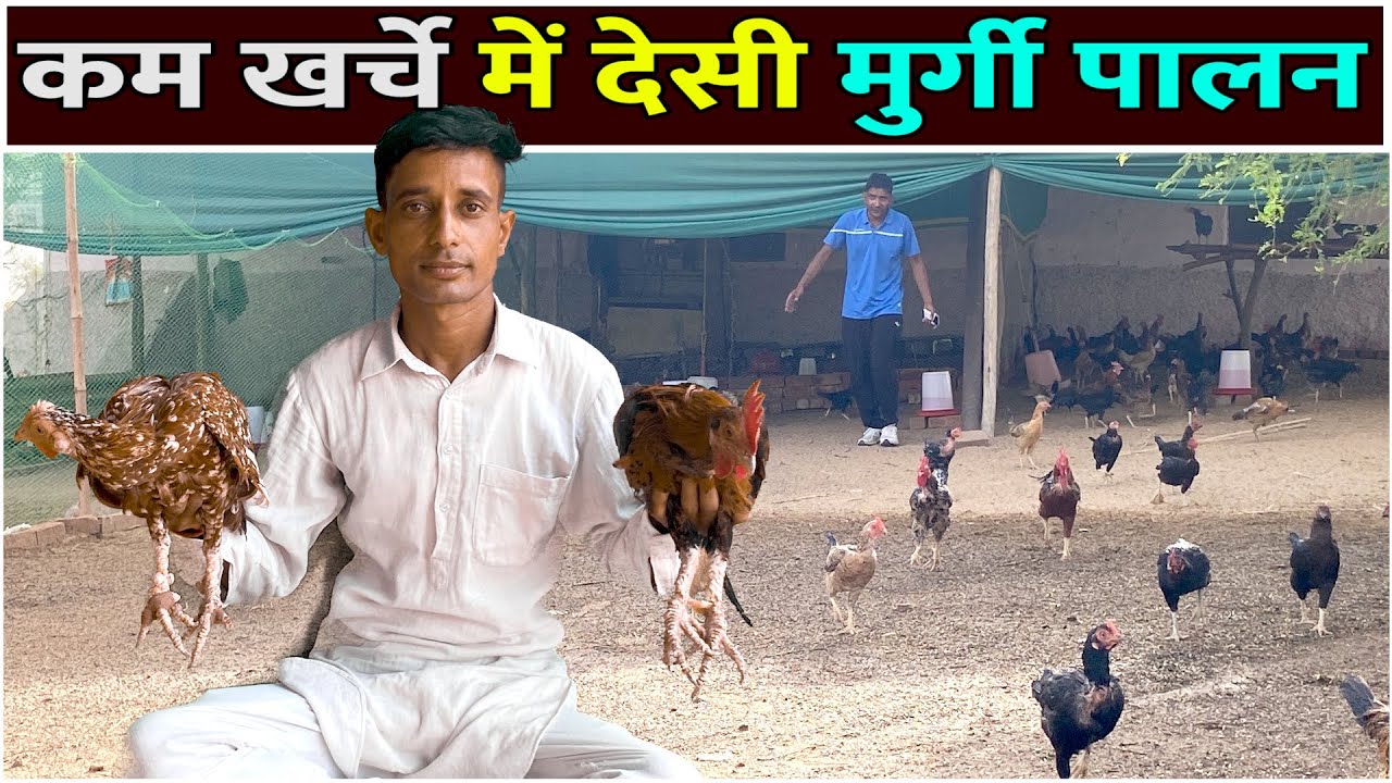 कम खर्चे में Desi Murgi Palan | Desi Poultry Business