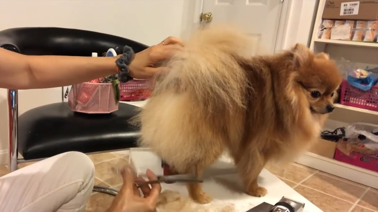 How to Groom Your Pomeranian Tails (The Easy Way)