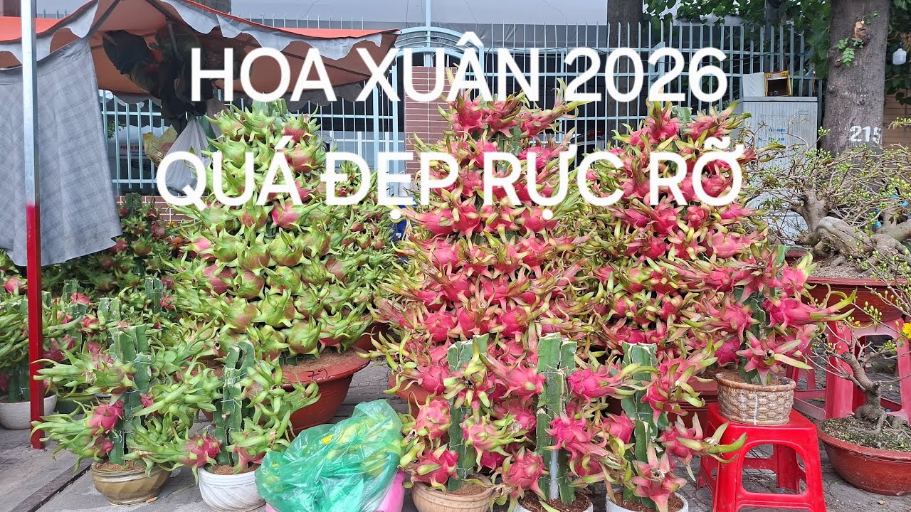 QUÁ TRỜI HOA ĐẸP XUÂN 2026 ĐƯỜNG HOA THÀNH THÁI