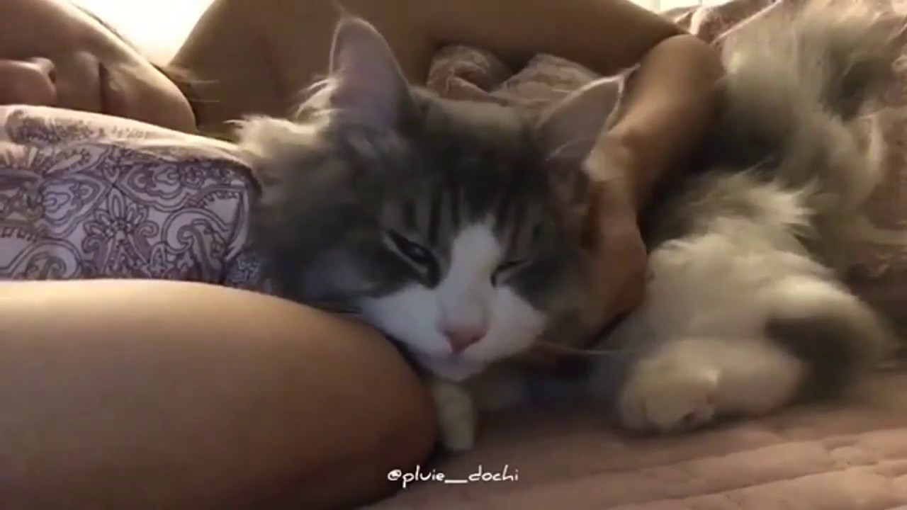 Cat purring compilation