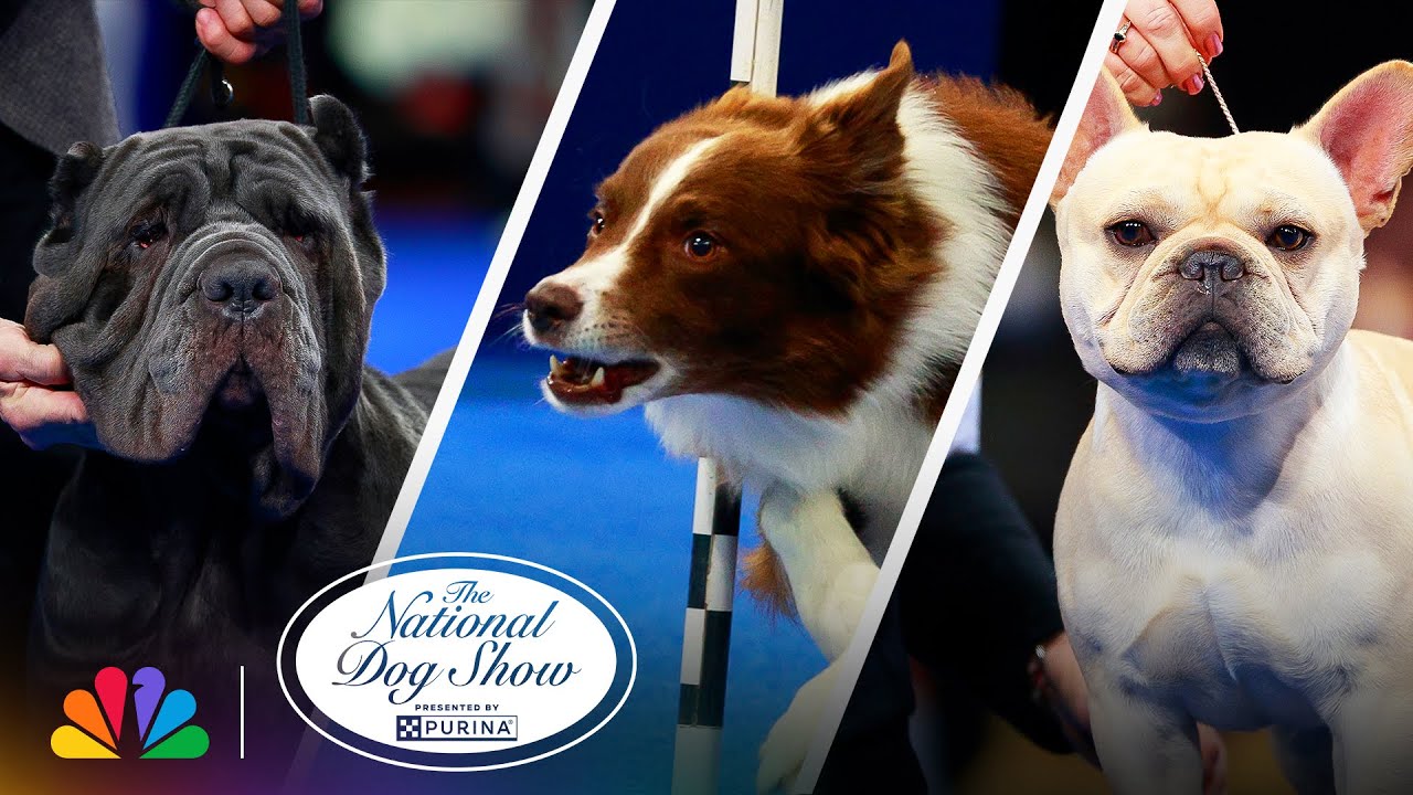 Best Moments of the Show | 2025 National Dog Show Presented by Purina | NBC