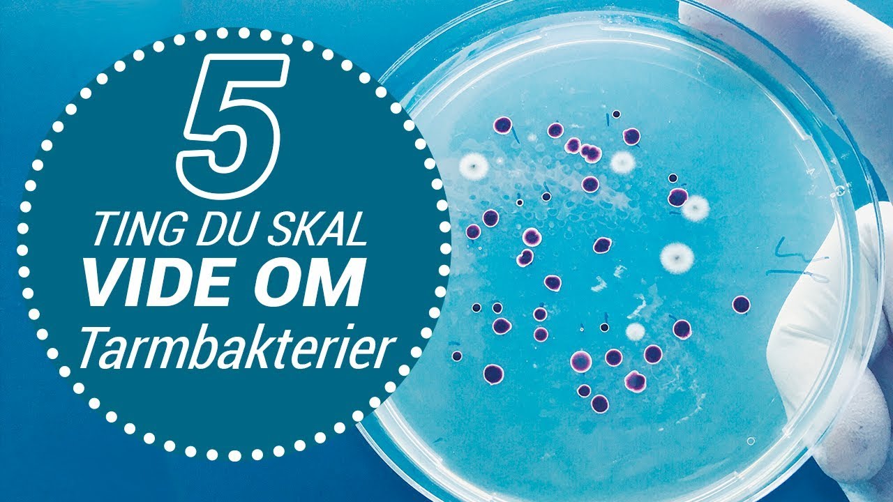 5 ting du skal vide om: Tarmbakterier