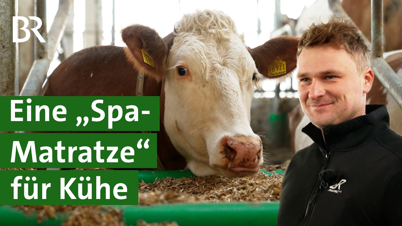 Strukturpellets vs. Stroh als Einstreu f&uuml;r K&uuml;he: Kosten und Vorteile im Vergleich | Unser Land | BR