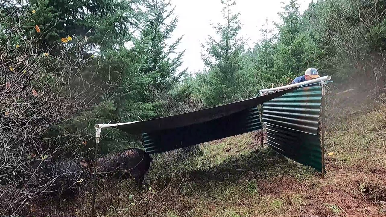 Pig Shelter Fail: Rebuilding After Oregon Rain Storm