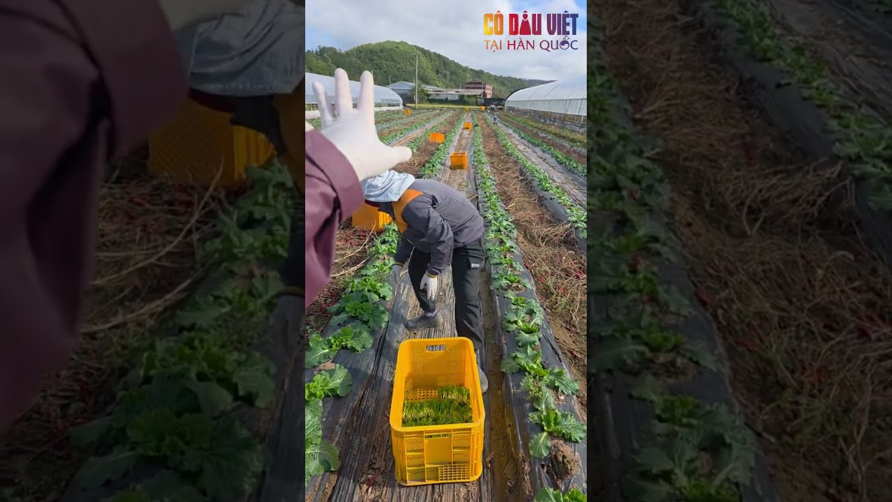 Bà con người việt nam thu hoạch cải thảo mini tại hàn quốc.