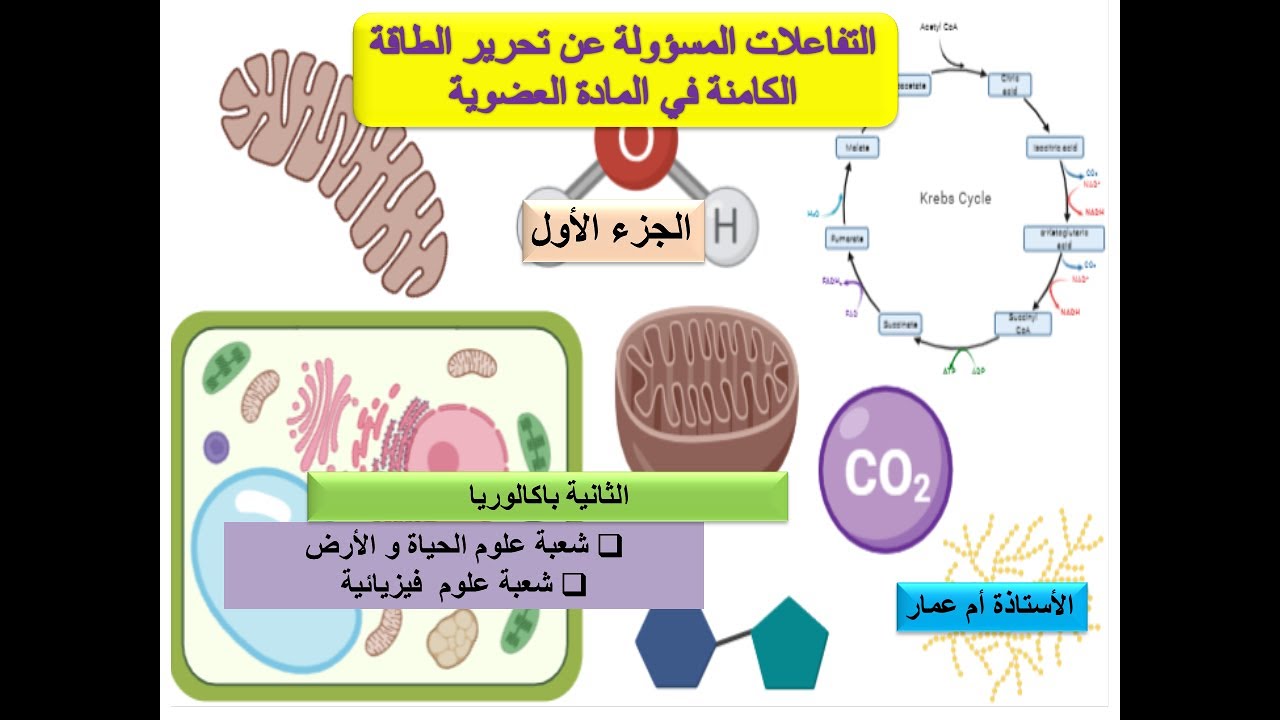 نبداو المقرر من الأول....التفاعلات المسؤولة عن تحرير الطاقة الكامنة في المادة العضوية
