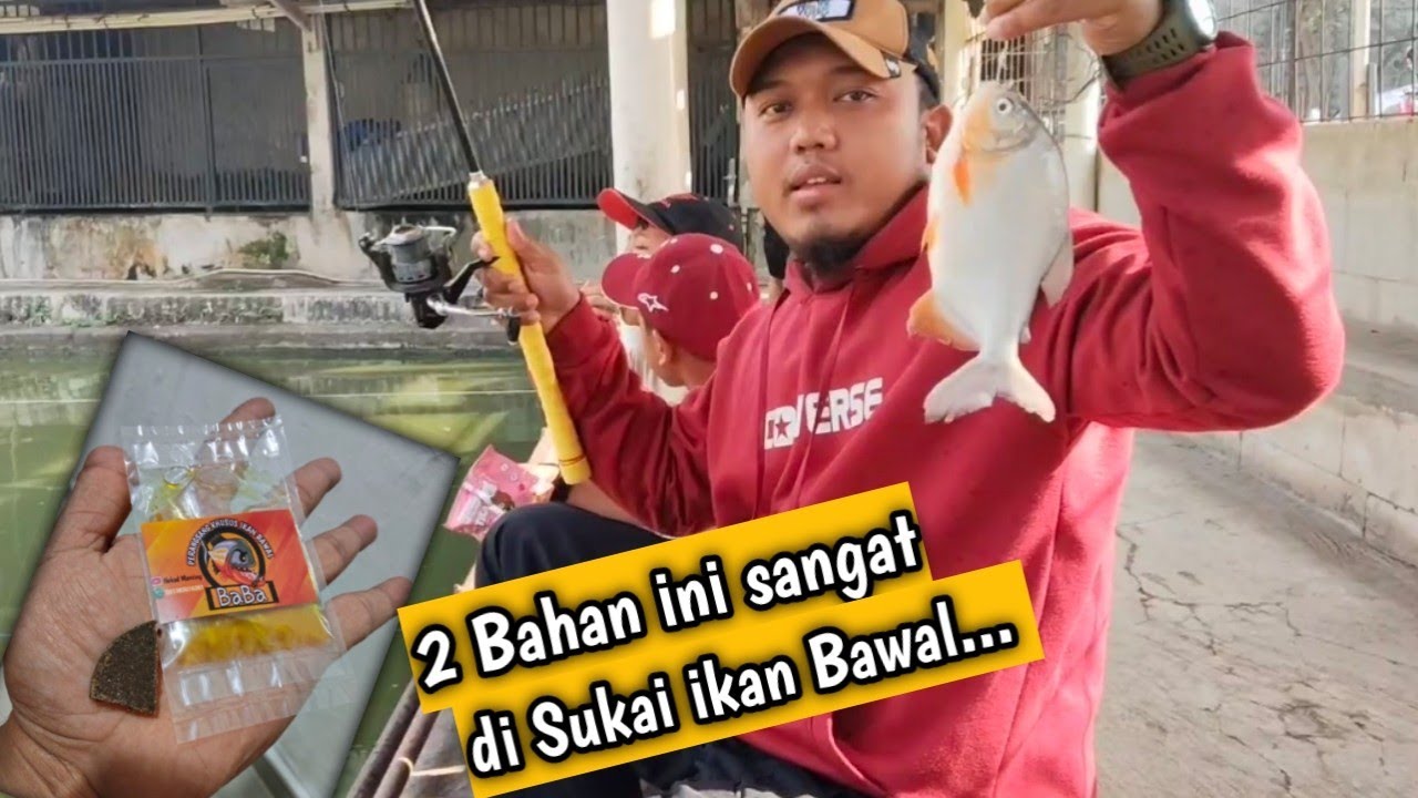 BIKIN KETAGIHAN!!! Mancing Bawal Sebentar tapi Dapatnya Banyak Banget | Cocolan terasi