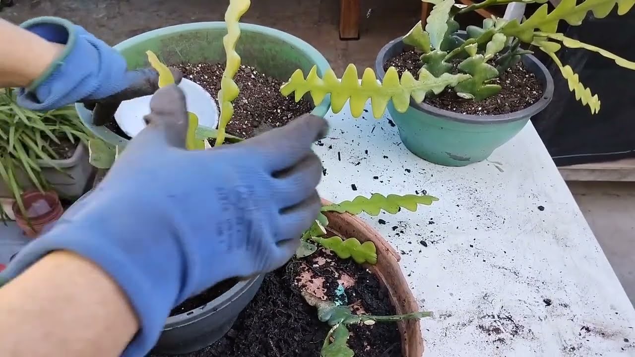  Como fazer Replante do cacto sianinha 