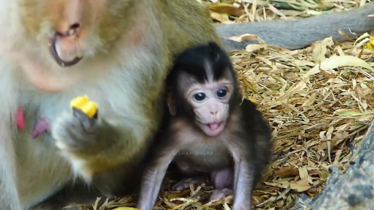 Mom Lucy Teaching Her Baby Jam Walk