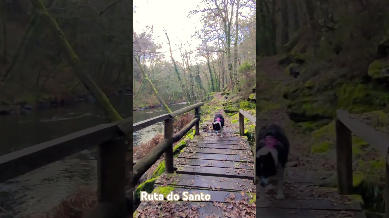 Cartelle, Orense #galicia #nature #hiking #senderismo #rio #dog #naturelovers #travel