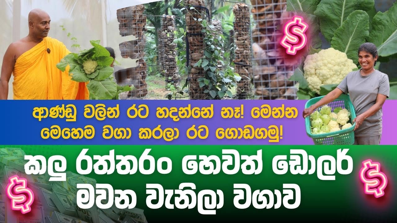 උමංදාවේ වවන ඩොලර් මවන කලු රත්තරං මෙන්න!