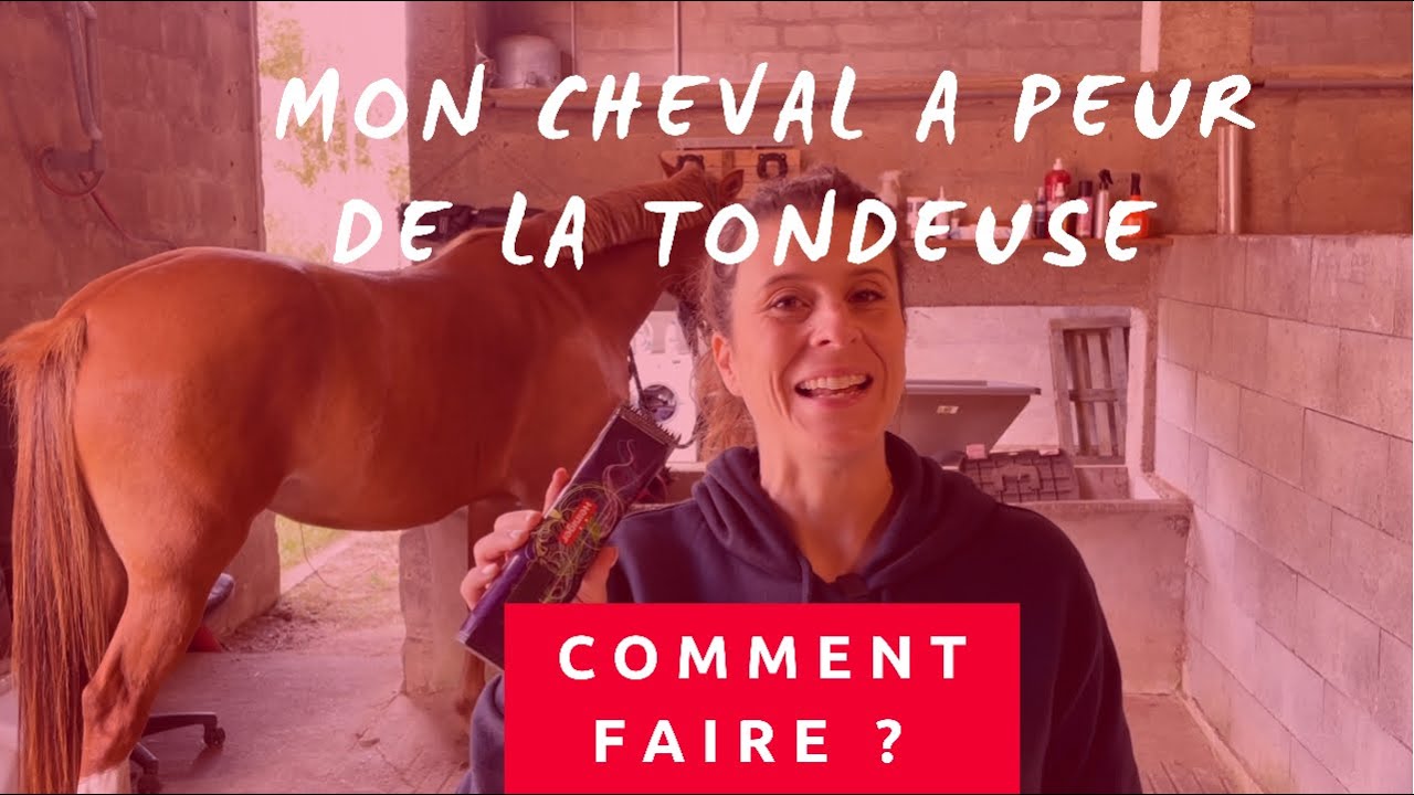 Désensibiliser son cheval à la tondeuse en 3 étapes 💁🏻‍♀️
