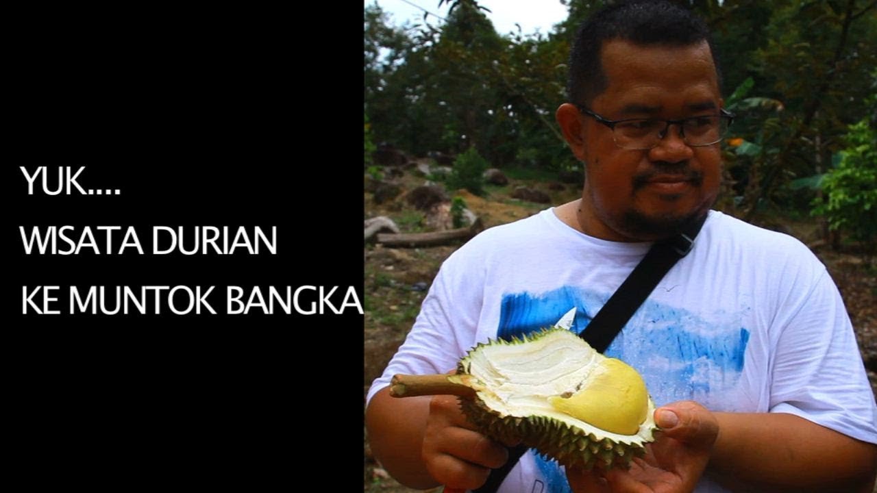 YUK..!!! WISATA DURIAN KE MUNTOK -BANGKA
