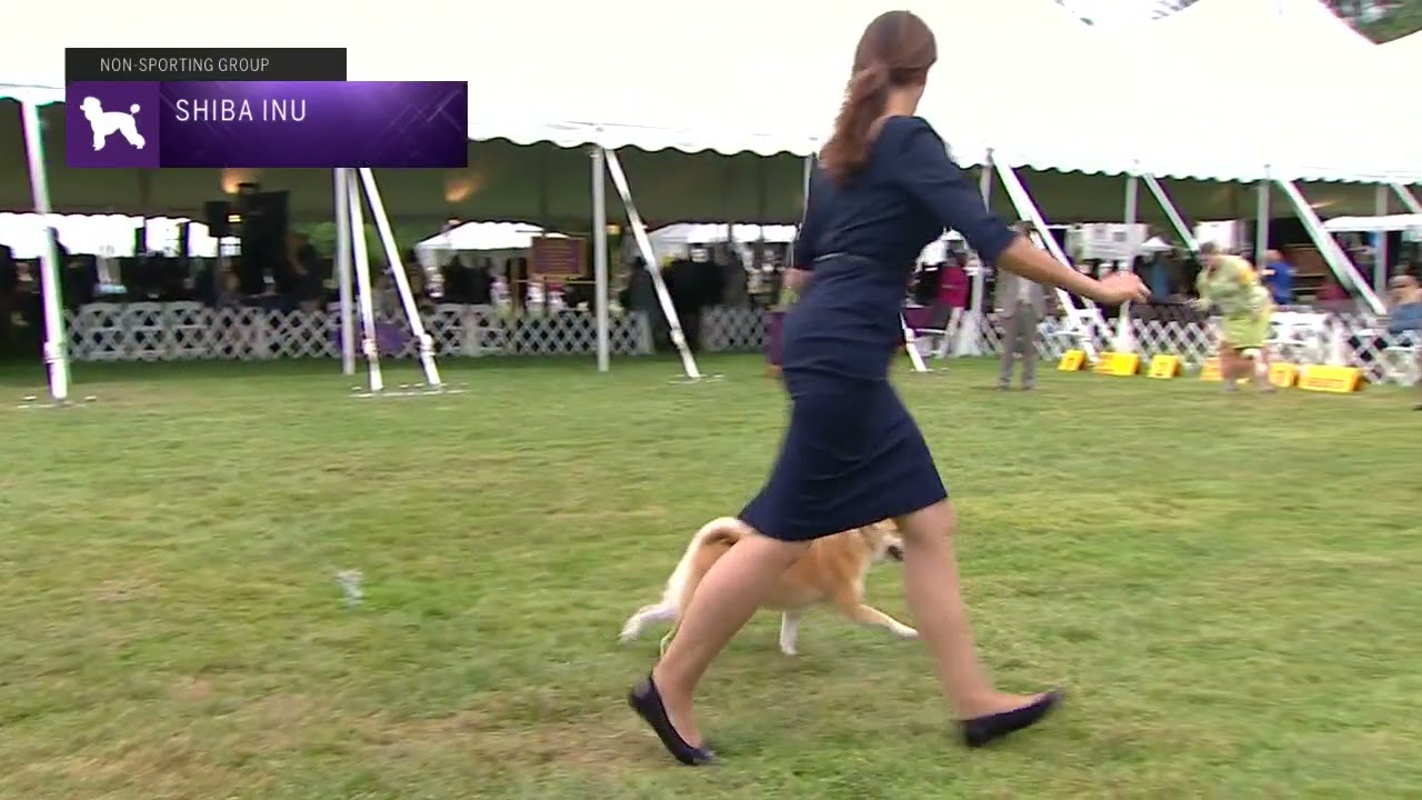 Shiba Inu | Breed Judging 2021