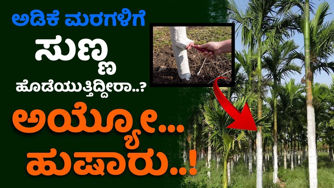 ಅಡಿಕೆ ಗಿಡಗಳಿಗೆ ಸುಣ್ಣ ಹಚ್ಚಲೇಬೇಕಾ? ಬೇಸಿಗೆಯ ಆರೈಕೆಗೆ ಏನು ಸಿದ್ಧತೆ? Betelnut garden maintenance in summer