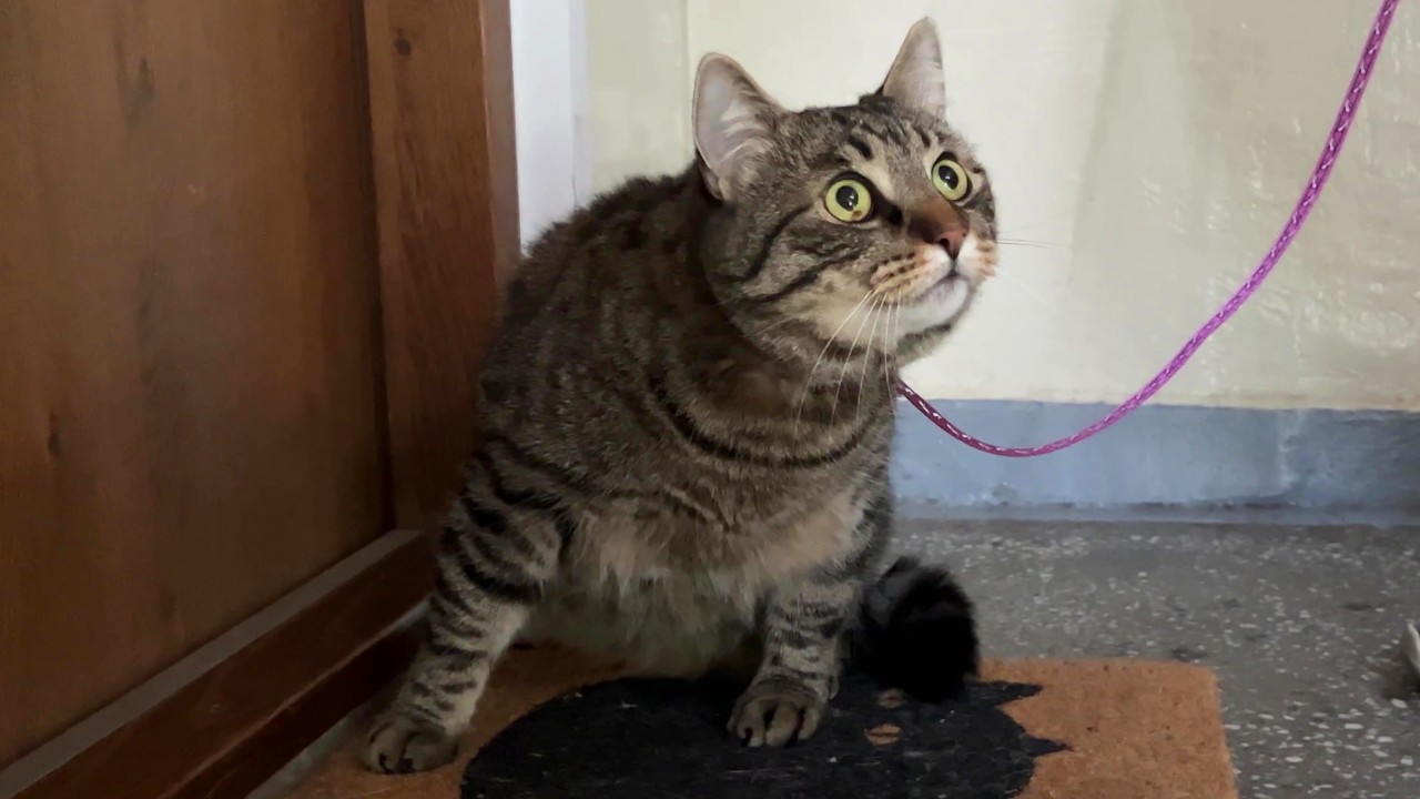 My cat: the escape artist who doesn’t really want out