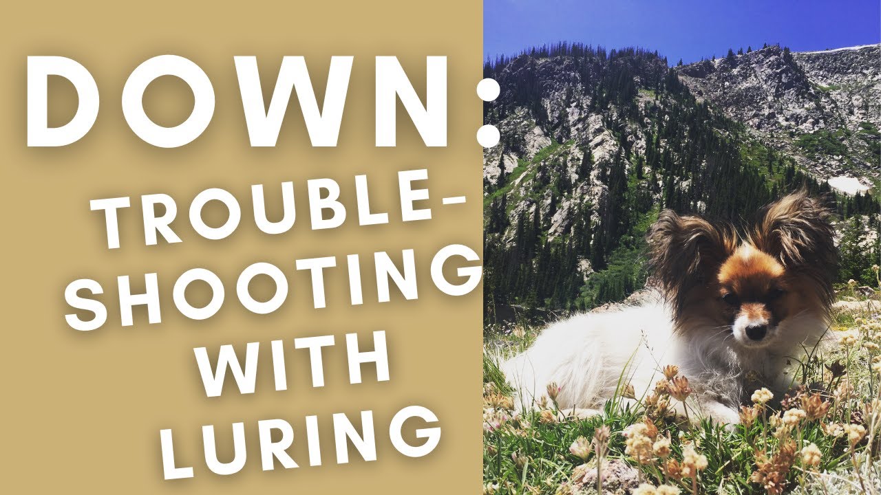 Teaching Your Dog Down with Luring - Troubleshooting