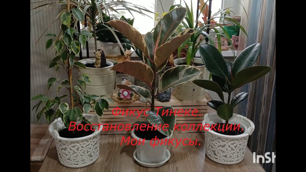 Фикус Тинеке. Восстанавливаю коллекцию. Мои фикусы.