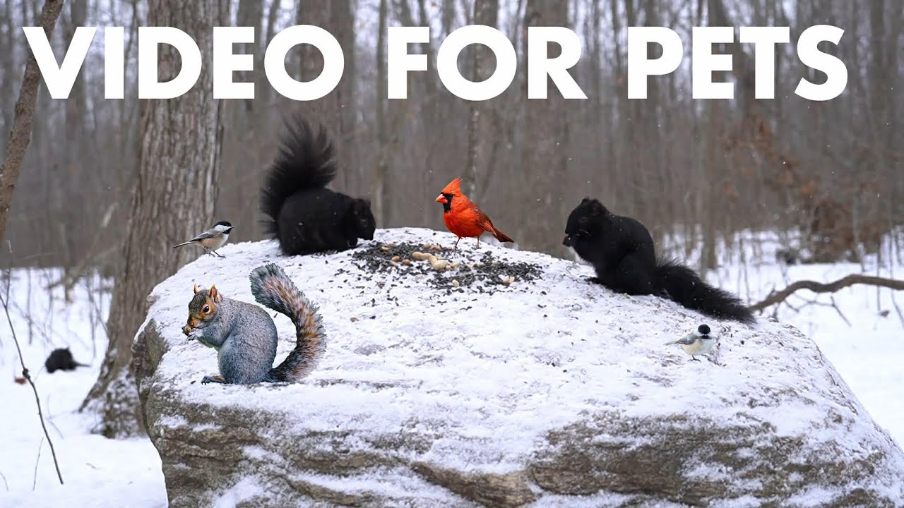 Cat TV for Pets to Watch 🐱 - 10 Hours of Forest Animals in Falling Snow  - Jan 28, 2026