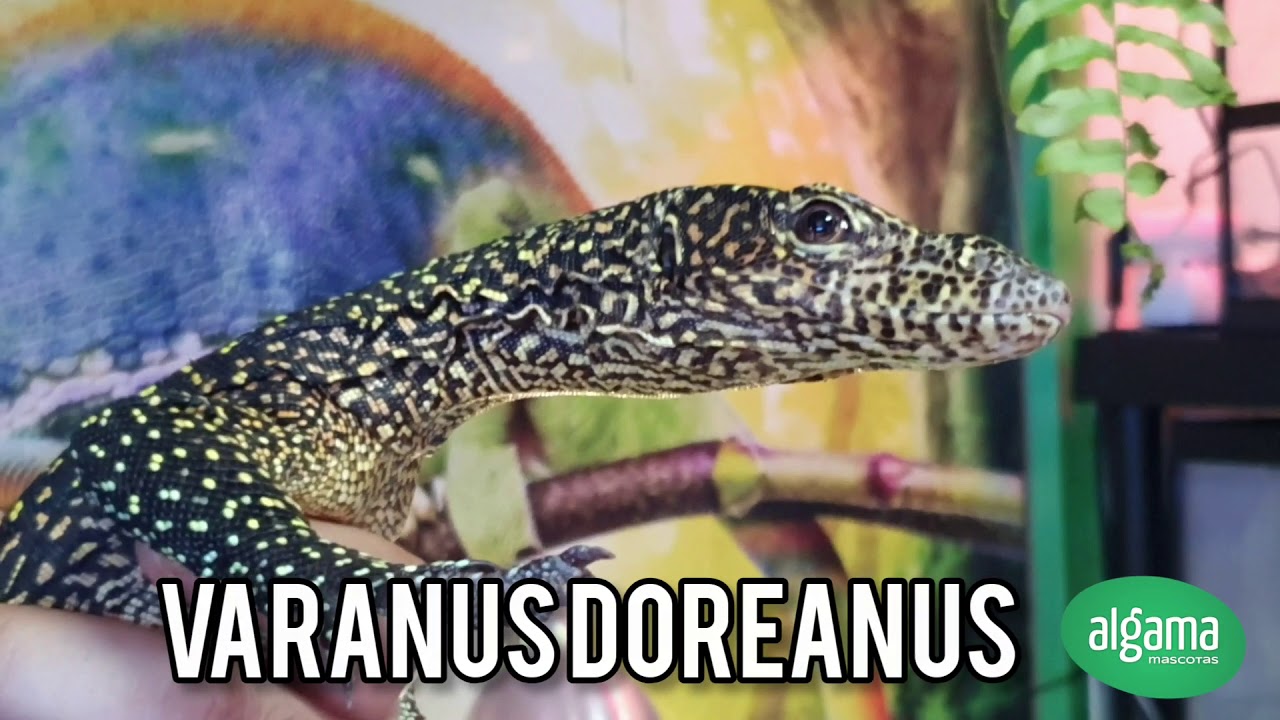 Varanus doreanus | INCREÍBLE Monitor de Cola Azul 🦎