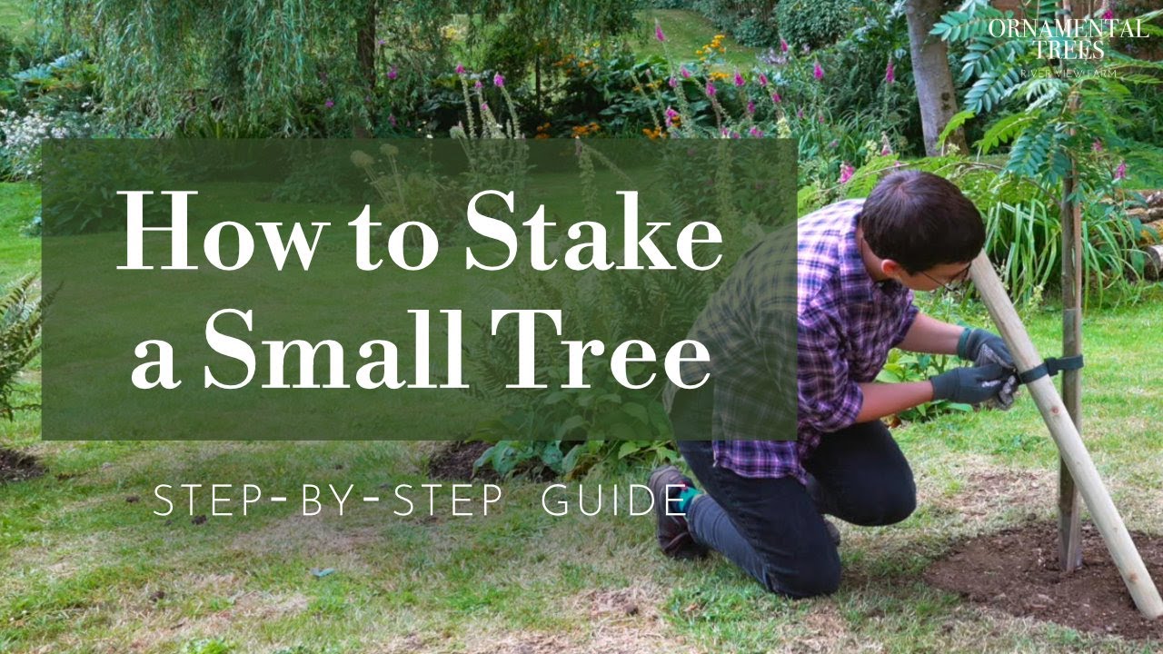 How to Easily Install a Tree Stake & Tie (Single Stem Trees up to 2.5m) | Tree 101