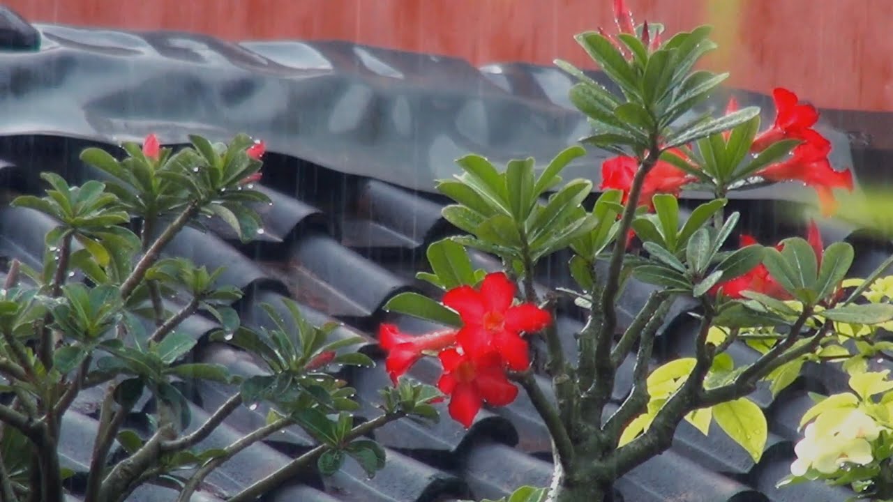 Gentle Daytime Roof Rain 🌧️ White Noise | Calm Home Ambience | No Ads