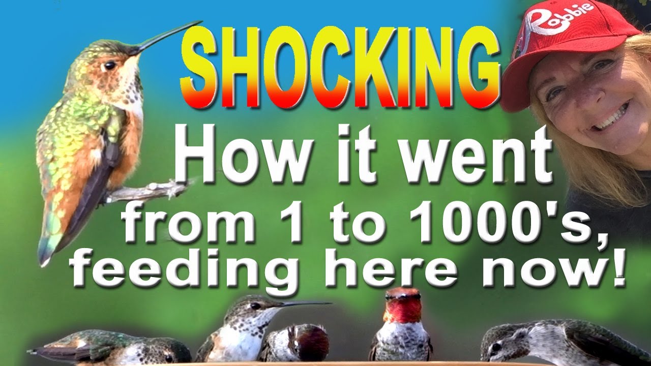 CRAZY Hummingbird Story HOW we go from 1 to 1000 DIY RECIPE Feeder Nest Solar Fountain Garden Plants