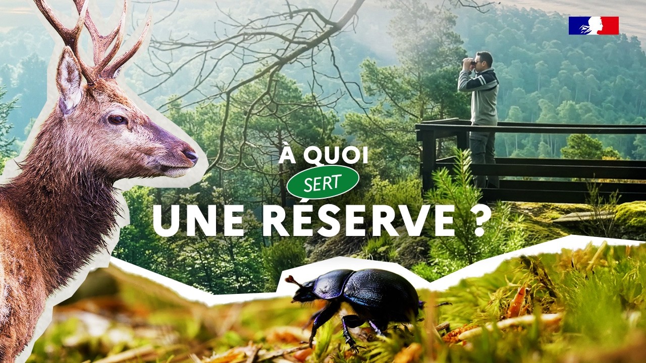 À quoi sert une réserve ? L'exemple de la Petite-Pierre