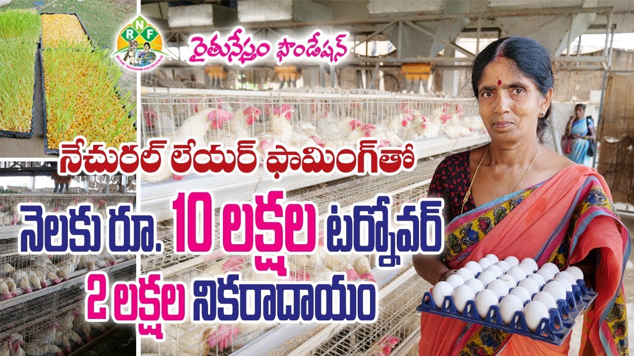Organic Layer poultry Farm || Monthly 10 lakhs turnover, net income 2 lakhs per month