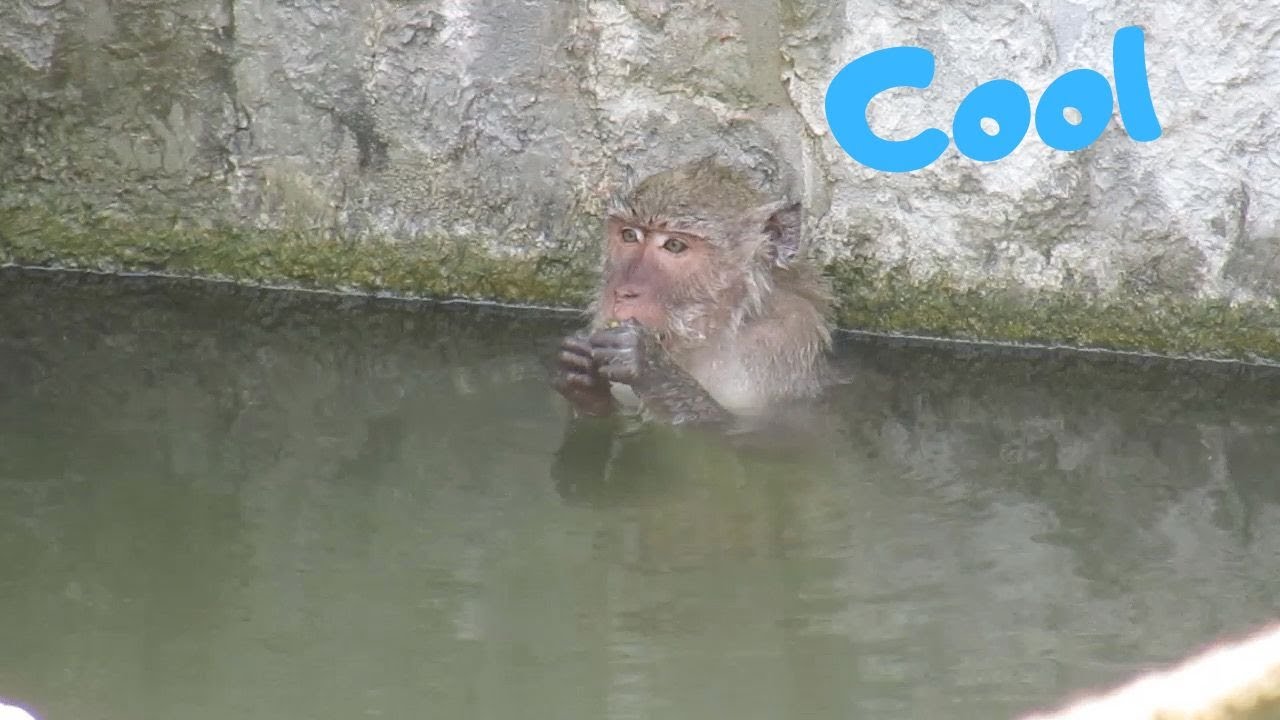 Crab eating macaque swimming and diving. 24/08/2025