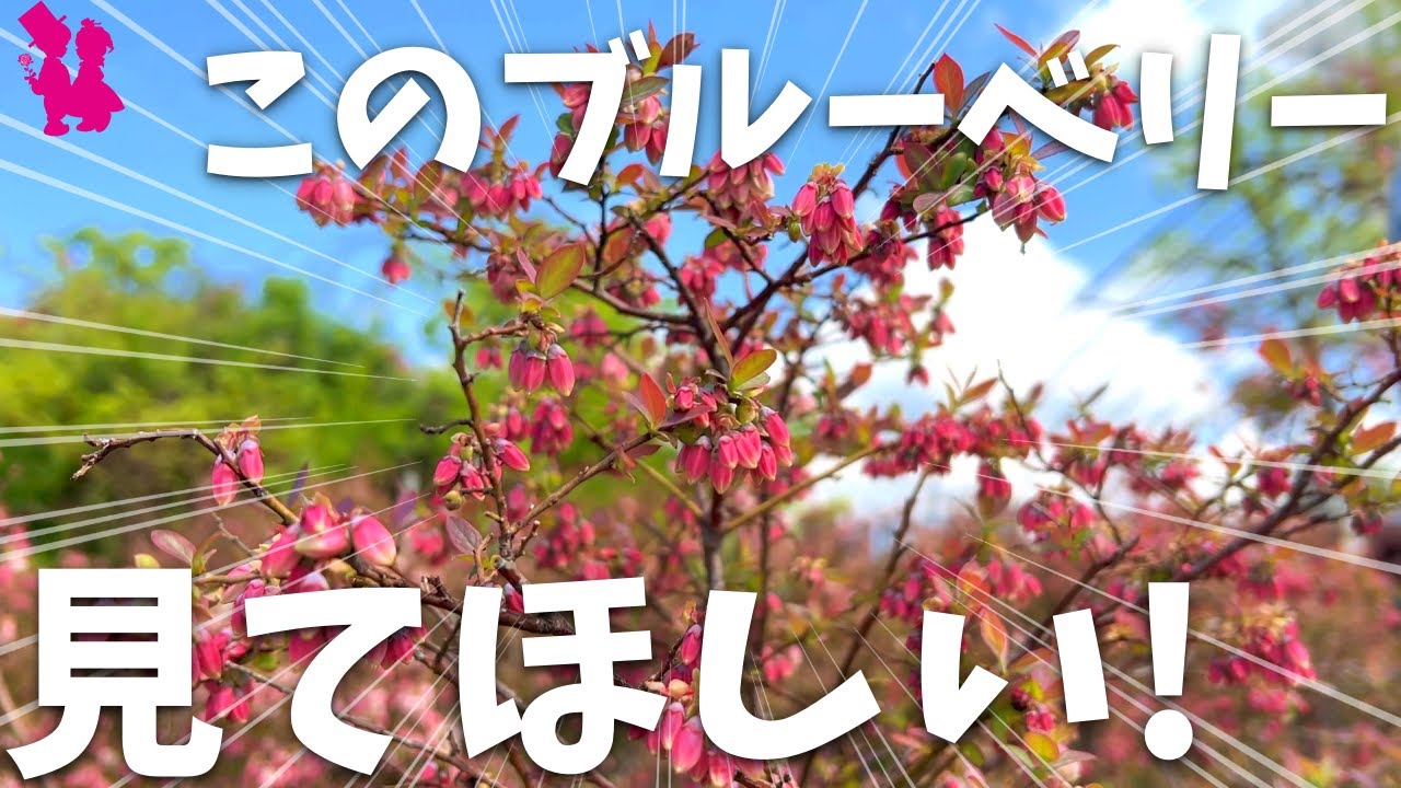 【良品種】1本でも実がなるピンク花のブルーベリーが綺麗すぎた！