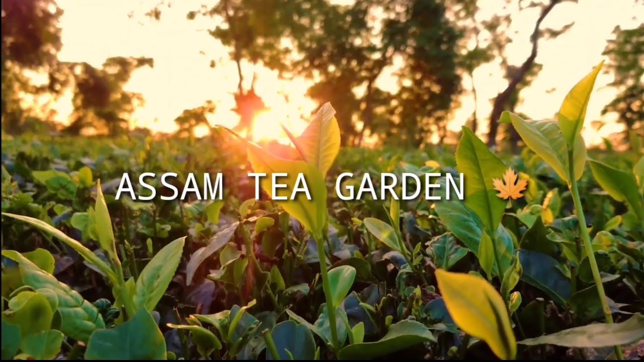 ASSAM TEA GARDEN 🍁 || Bhanga to Tea Garden 🌱 || Full Vlog ||