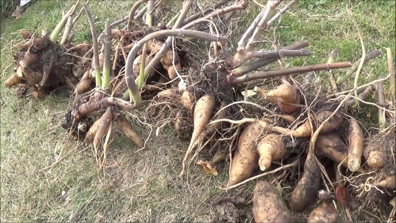 Сбор урожая ЯКОНА  (Smallanthus sonchifolius, yacon,Peruvian Ground Apple )