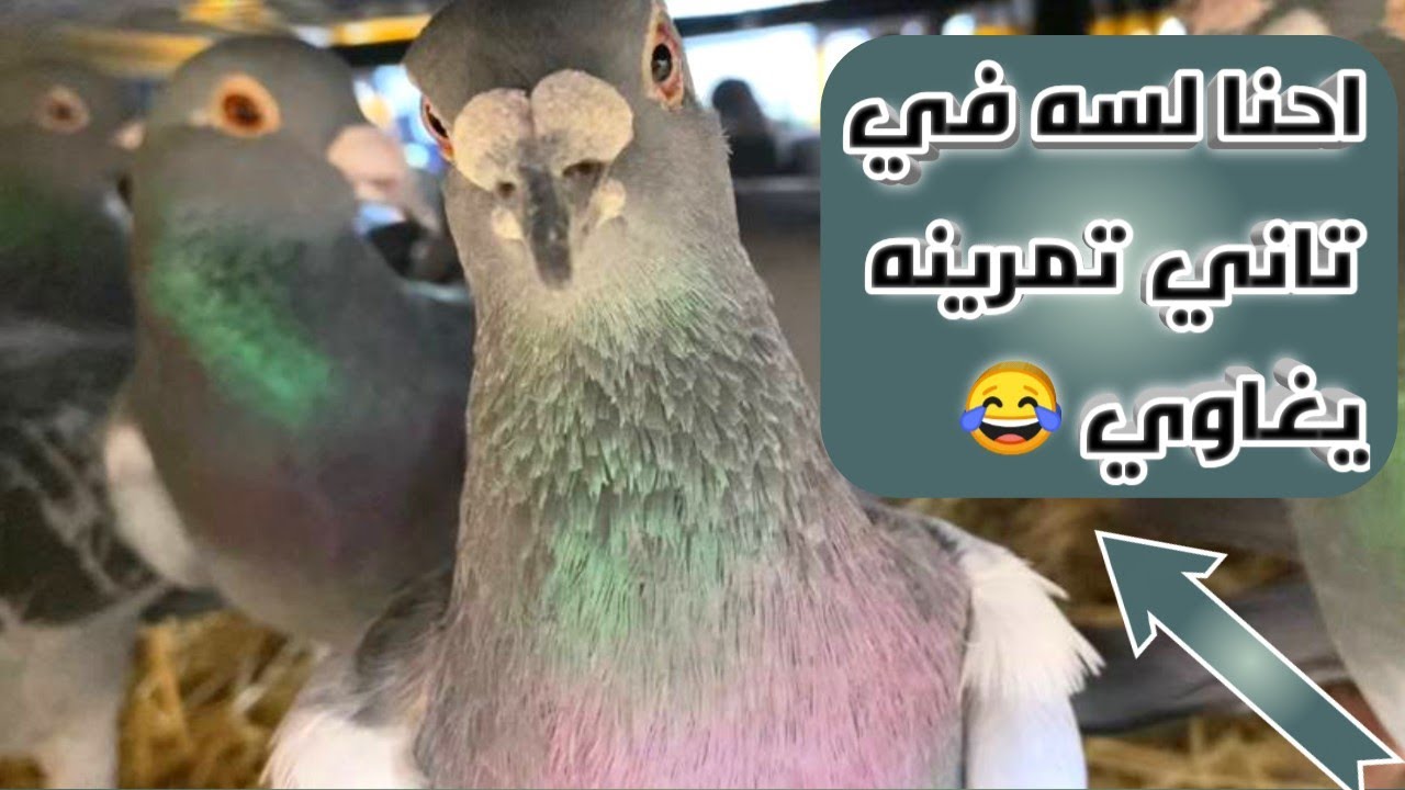 تاني تمرينه للحمام الزاجل مسافه 6 كيلو معلومات مهمه عن التدريبات