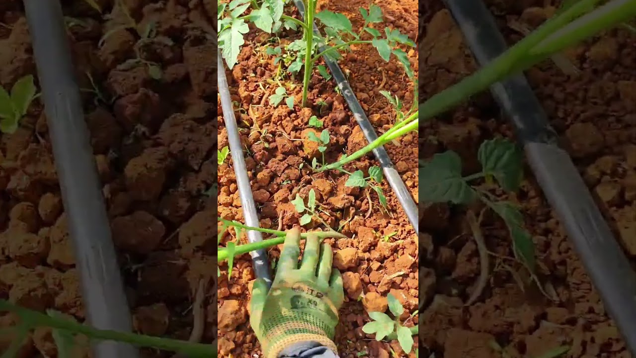Tips to grow tomato for high yield #shorts #plantingtips