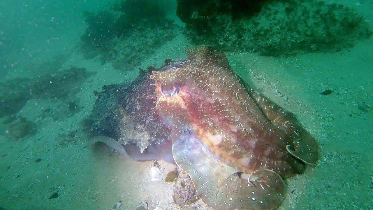 Shelly Beach, July 2022