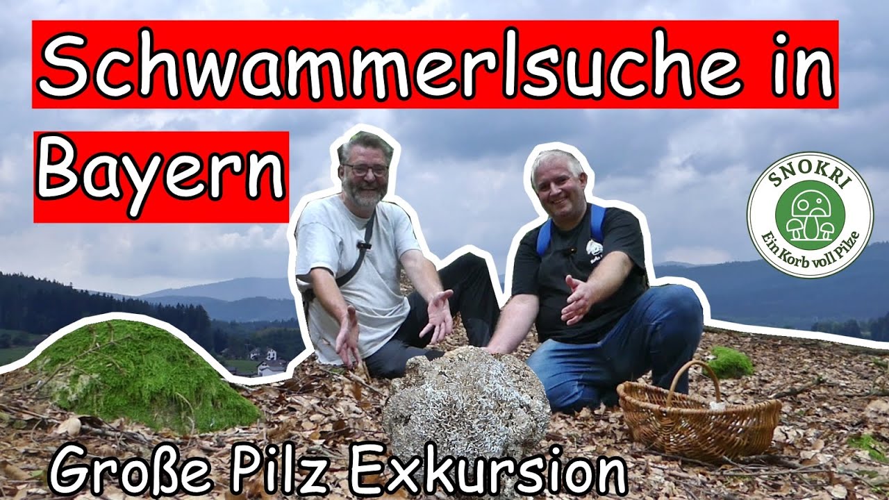 Schwammerlsuche in Bayern - Große Pilz Exkursion - Tolle Pilze Funde