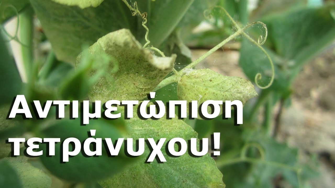 Αντιμετώπιση τετράνυχου!