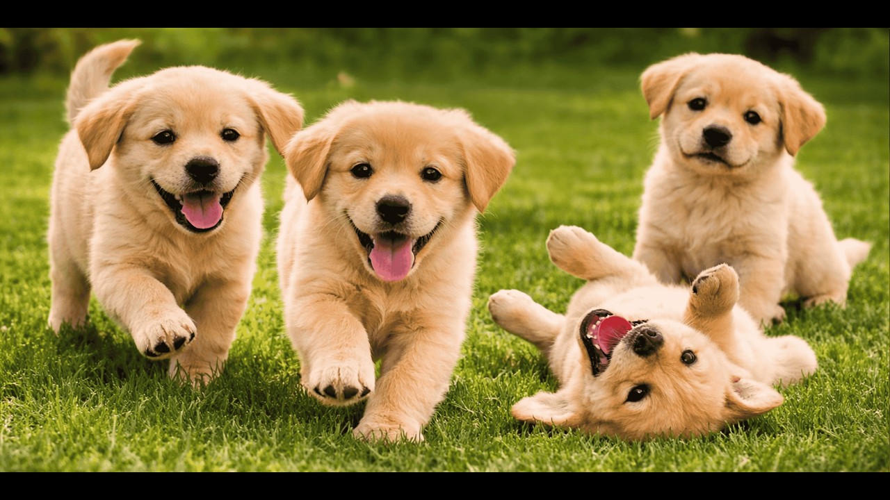 🐾🐶 Счастливые игривые щенки бегают по траве | Звуки щенков | Милые моменты с собаками