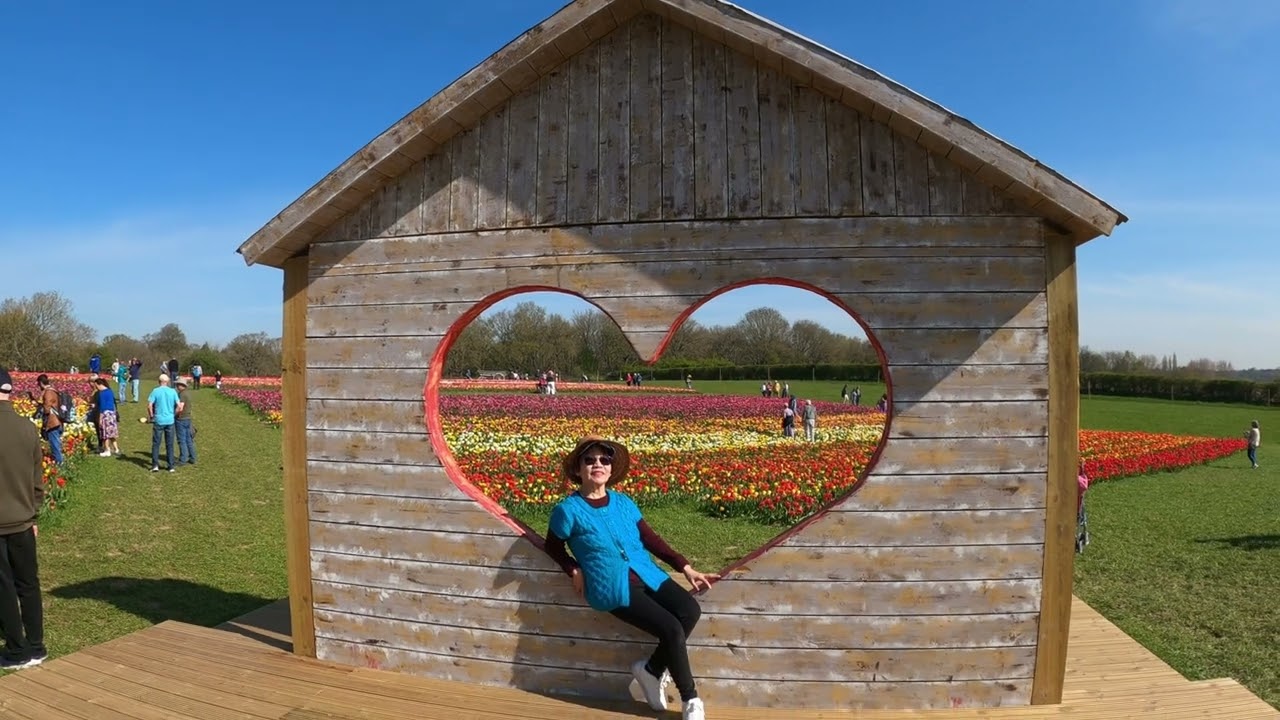 Tulip Farm, England UK