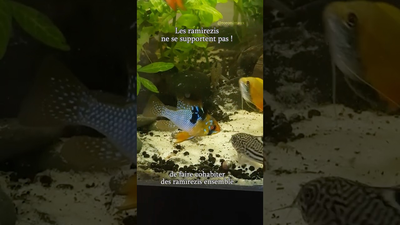 Les ramirezis ne se supportent pas !