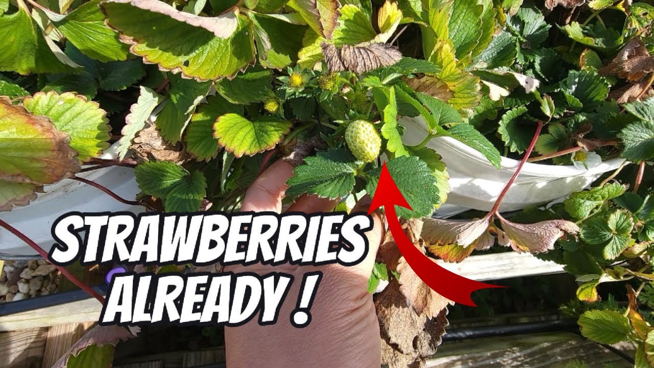 Strawberry Plant Care | Harvest + Garden Prep Before Freezing Temps