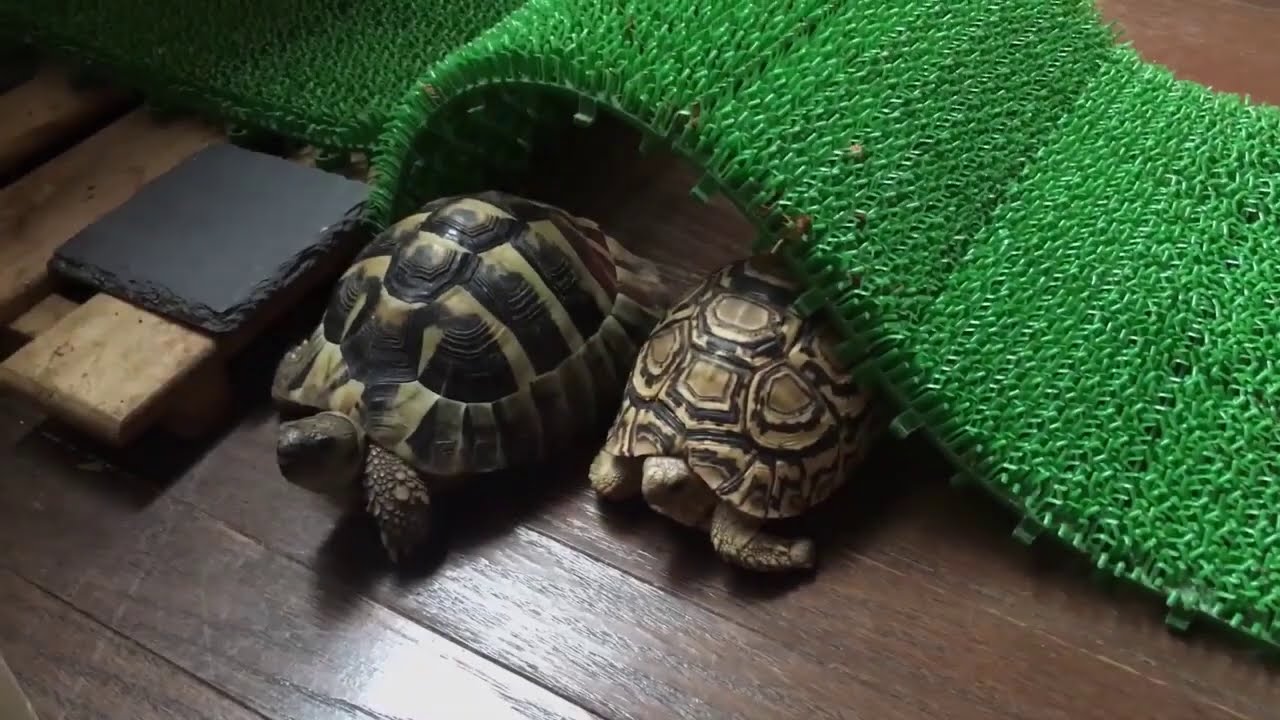 ヘルマンリクガメのへるちゃんの甲羅をキレイに育てたい！