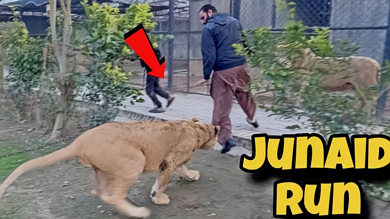 Junaid Liger Ko Daikh Kay Bhag Gia 🦁😲