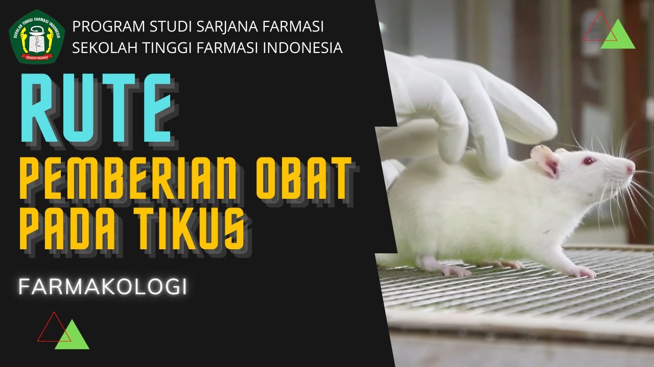 RUTE PEMBERIAN OBAT PADA TIKUS | FARMAKOLOGI - STFI Bandung