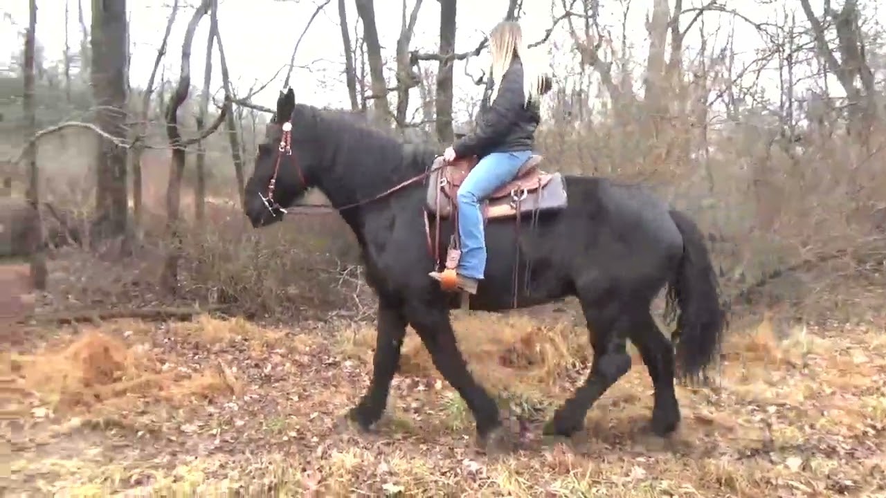 ***sold Rex- Sweet Gentle Total beginner safe Percheron Trail horse