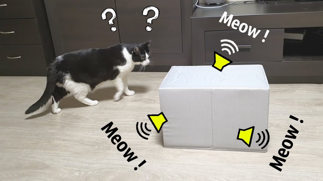 Meow from the Box. Cat&rsquo;s Reaction